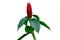 Red Button Ginger flower bud Costus woodsonii