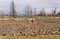 Red cabbage agriculture and farms Oregon.