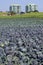 Red cabbage field, modern architecture, Netherlands