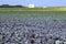 Red cabbage field, waterworks, Netherlands