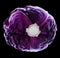 Red Cabbage isolated