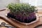 Red cabbage microgreens on a wooden table