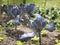 Red cabbage ripening in the garden