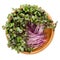 Red cabbage sprouts in wooden bowl over white