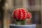 Red cactus on a blurry background.