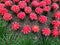 Red cactus field