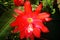 Red Cactus Flower (Schlumbergera epiphyllum) (1897)