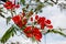 Red Caesalpinia flower. Close Up