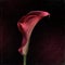 Red cala lily