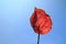 Red Caladium Bicolor Vent leaves isolated on blue sky