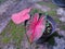 Red caladium plant & x28; Tanaman keladi merah& x29;