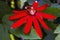 Red Calcanthus Floridus Eastern Sweetshrub Blooming Macro
