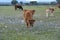 Red calf calves grazing in Dehesa de Extremadura next to their mothers at sunset horizontal