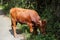 Red calf grazes near the bushes