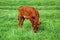 Red calf grazing on a green meadow