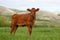 Red calf grazing on a green meadow