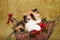 Red Calico Persian kitten sitting inside Christmas sleigh on green gold background