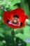 Red California Poppy Flower
