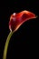 A red calla on a black background