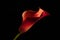 A red calla on a black background