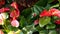 Red calla lily flower, dark green leaves. Elegant maroon floral blossom. Exotic tropical jungle rainforest, stylish
