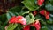 Red calla lily flower, dark green leaves. Elegant maroon floral blossom. Exotic tropical jungle rainforest, stylish