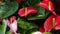 Red calla lily flower, dark green leaves. Elegant maroon floral blossom. Exotic tropical jungle rainforest, stylish