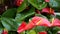 Red calla lily flower, dark green leaves. Elegant maroon floral blossom. Exotic tropical jungle rainforest, stylish