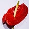 Red calla, symbol