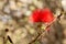 Red Calliandra Powder-puff flower - isolated alone