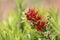 Red Callistemon Flower