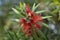 Red Callistemon Flower Melaleuca comboynensis