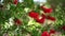 Red callistemon flowers bloom on green branches in the park