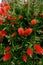 Red callistemon flowers on a sprawling green bush