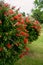 Red callistemon flowers on a sprawling green bush blooming in the park