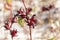 Red calyces of Roselle plants Hibiscus sabdariffa