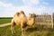 A red camel on a farm stands on the green grass in a harness and chews thorns. Animal riding, zoo, breeding, entertainment for