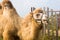 A red camel on a farm stands on the green grass in a harness and chews thorns. Animal riding, zoo, breeding, entertainment for
