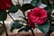 Red camelia flower on its branch with leaves seen up close