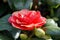 Red Camelia rose on a bush