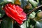 Red Camelia rose on a bush in the spring sunshine