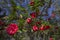 Red camellia blossoms, blue sky