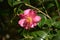 Red camellia blossoms with yellow stamens showed