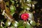 A Red Camellia flower close-up