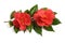 Red camellia flowers