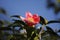 Red Camellia, Japonica with yellow pistil blue sky background