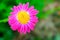 Red camomile flower on blurred green background, top view. Chamomile with red petals for poster, calendar, post