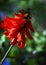 Red Campanula blossoming flowers vertical image. Red bellflower. Spring blossom tenderness