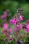 Red campion