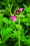 Red Campion Flowers